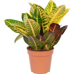 Króton (Codiaeum variegatum) cserépben, dísznövény sárga, zöld és piros levelekkel.