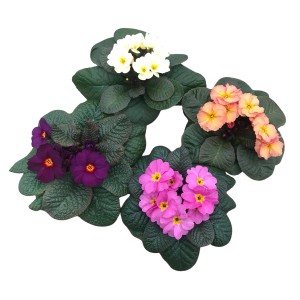 GROW by OBI Primula Obsidian, különböző színek cserépben, kb. 12 cm Ø. Kankalinok ágyásokba, erkélyekre és dézsákba.