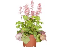 GROW by OBI tűzgyöngyvirág GROW by OBI tűzgyöngyvirág