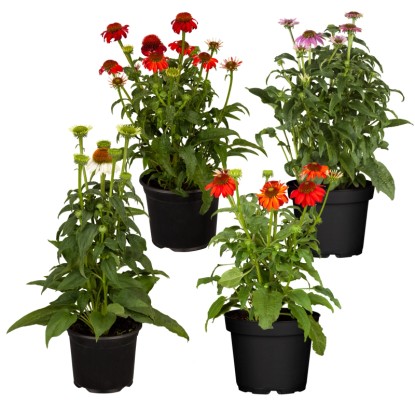 Bíbor kasvirág válogatás cserépátmérő kb. 19 cm Echinacea purpurea