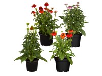 Bíbor kasvirág válogatás cserépátmérő kb. 19 cm Echinacea purpurea