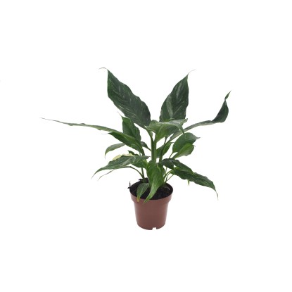 Vitorlavirág "Diamond" mag. kb. 30-45 cm cserépátmérő kb. 12 cm Spathiphyllum