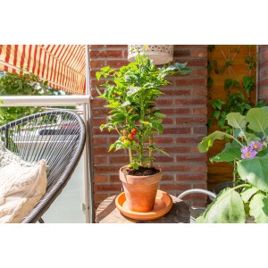 GROW by OBI Piros Cseresznyeparadicsom Pick & Joy cserépben az erkélyen, kb. 25-35 cm magas.