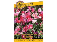 Nyári azálea magas szk vetőmag