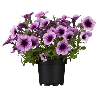 Petúnia, cserépátmérő: kb. 9 cm, Petunia