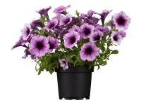 Petúnia, cserépátmérő: kb. 9 cm, Petunia Petúnia, cserépátmérő: kb. 9 cm, Petunia