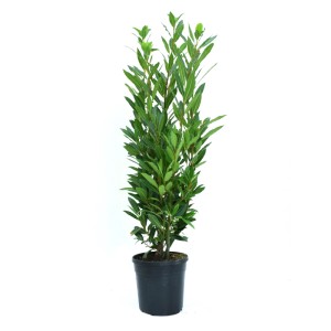 Babérlevél (Laurus nobilis) cserépben, kb. 25 cm magas, aromás dézsás növény a GROW by OBI-tól.