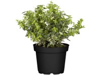 OBI kúszó kecskerágó OBI kúszó kecskerágó