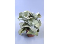 GROW by OBI Sivatagi rózsa cserépátmérő: kb. 12 cm (Kalanchoe thyrsiflora) GROW by OBI Sivatagi rózsa cserépátmérő: kb. 12 cm (Kalanchoe thyrsiflora)