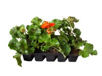 Muskátli Pelargonium 10 pack zonale Muskátli Pelargonium 10 pack zonale