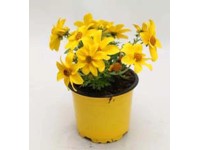 Bidens sárga 10,5cm Bidens sárga 10,5cm
