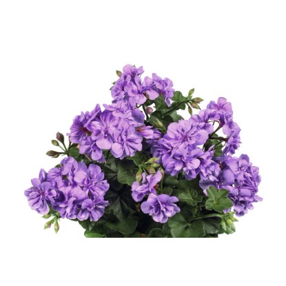 Futó muskátli (Pelargonium Platinum)