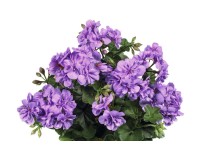Futó muskátli (Pelargonium Platinum)