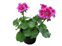 Álló muskátli (Pelargonium Zonale)