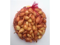 Tavaszi dughagyma hálós 0,3 kg