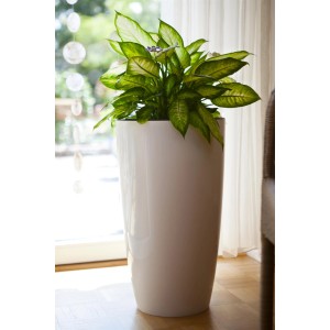 Aglaonema Kolbenfaden fehér cserépben, kb. 40 cm magas. Dekoratív szobanövény.