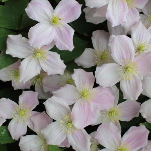 Közelkép a Mayleen hegyi iszalag (Clematis montana) halvány rózsaszín virágairól.