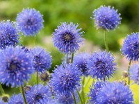 OBI évelő csékcsillag kék cserépátmérő: kb. 9 cm x 9 cm Jasione