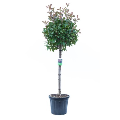 GROW by OBI "Red Robin" korallberkenye cserép kb. 30 l Photinia fraseri