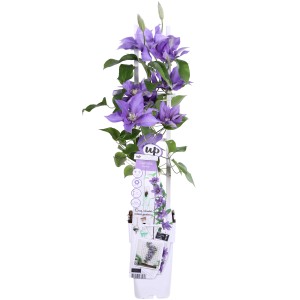 Waldrebe Olympia cserépben lila virágokkal, kb. 65 cm magas. Clematis kúszónövény.