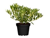 Bloombux havasszépe rózsaszín mag. kb. 5 - 10 cm cserép kb. 2 l Rhododendron Bloombux havasszépe rózsaszín mag. kb. 5 - 10 cm cserép kb. 2 l Rhododendron