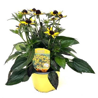 Pompás kúpvirág magassága kb. 35 cm Rudbeckia fulgida Little Goldstar