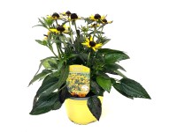 Pompás kúpvirág magassága kb. 35 cm Rudbeckia fulgida Little Goldstar
