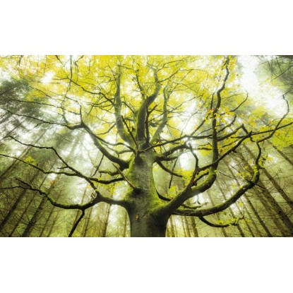 Vlies fotótapéta Der Traumbaum 450 cm x 280 cm