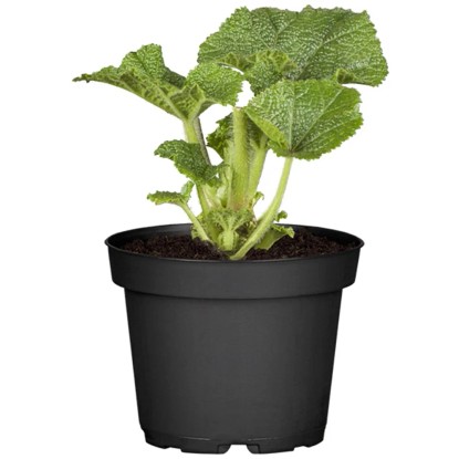 OBI mályvarózsa cserépátmérő: kb. 19 cm Alcea