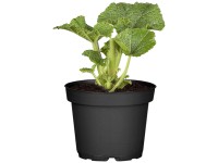 OBI mályvarózsa cserépátmérő: kb. 19 cm Alcea