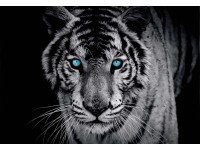 Fotótapéta kék szemű tigris 254 cm x 184 cm / 2 részes Fotótapéta kék szemű tigris 254 cm x 184 cm / 2 részes