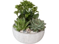 Kompozíció pozsgás növényekkel szürke betonkaspóban cserépátmérő: kb. 20 cm