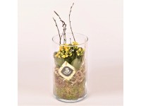 Tömött korallvirág üvegcserépben cserépátmérő kb. 9 cm Kalanchoe blossfeldiana Tömött korallvirág üvegcserépben cserépátmérő kb. 9 cm Kalanchoe blossfeldiana