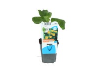 OBI mocsári gólyahír sárga cserépátmérő: kb. 9 cm Caltha palustris