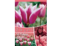 Claudia tulipán Claudia tulipán