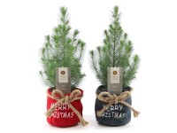 Mandulafenyő szövet kaspóban színválaszték cserépátmérő kb. 17 cm Pinus pinea Mandulafenyő szövet kaspóban színválaszték cserépátmérő kb. 17 cm Pinus pinea