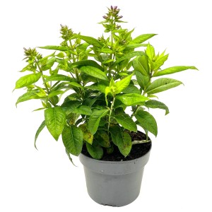 GROW by OBI évelő lángvirág (Phlox paniculata), kb. 32 cm magas, cserépben.