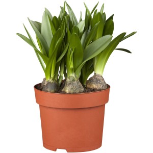 Cserepes Blaustern Farbmix (Scilla siberica), hagymás növény tavaszi ültetéshez.