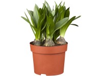 Bókoló csillagvirág mag. kb. 5-10 cm cserépátmérő kb. 9 cm Scilla siberica