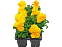 Árvácska 10-es csomag különböző színekben Viola