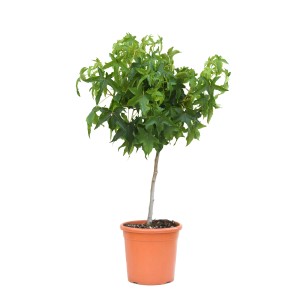 Gömb alakú ámbrafa (Liquidambar) mini törzsön cserépben, zöld levelekkel. Ideális házfának.