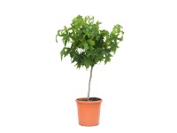 GROW by OBI amerikai ámbrafa gömb mini tő cserép kb. 9 l Liquidambar Styraciflua GROW by OBI amerikai ámbrafa gömb mini tő cserép kb. 9 l Liquidambar Styraciflua