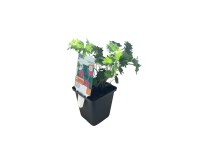 OBI piros gólyaorr piros cserépátmérő: kb. 9 cm x 9 cm Geranium OBI piros gólyaorr piros cserépátmérő: kb. 9 cm x 9 cm Geranium