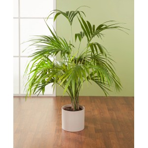 Scheurich 828 Sesame virágcserép, Ø 28 cm, zöld növénnyel beltérben.