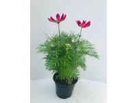 Pillangóvirág 14 cm-es cserépben