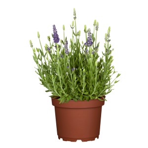 Igazi levendula lila cserépben (kb. 19 cm Ø). Aromás Lavandula angustifolia.