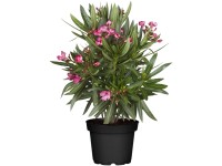 Leandertörzs magasság kb. 40-60 cm cserépátmérő kb. 26 cm Nerium oleander
