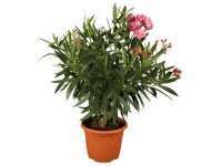 OBI leander háromszínű cserépátmérő: kb. 19 cm Nerium