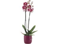 Lepkeorchidea rózsaszín-fehér kétszárú kerámia kaspóban cserépátmérő: kb. 12 cm
