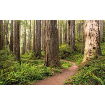 Vlies fotótapéta Redwood Trail 450 cm x 280 cm